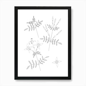 Jasmine Flowers On White Art Print
