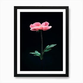 Pink Anemone Flower 2 Art Print