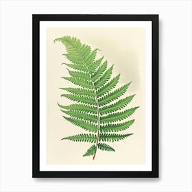 Vintage Illustration Netted Chain Fern 1 Art Print