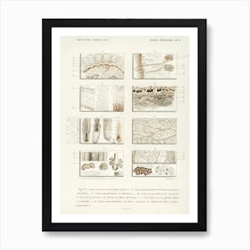 Collection Of Hand Drawing Of Human Skin Structure, Charles Dessalines D'Orbigny Art Print