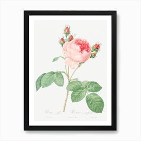 Cabbage Rose, Pierre Joseph Redoute Art Print