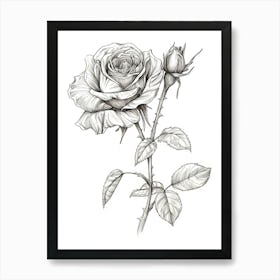 English Rose Black And White Line Drawing 41 Art Print