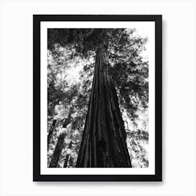 Redwood Forest XVI Art Print