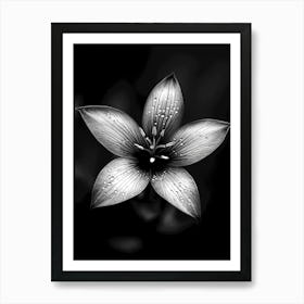 Black And White Flower Art Print