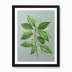 Vintage Redbay Botanical Art on Mint Green n.0939 Art Print