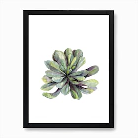 Botanical Illustration   Succulent Art Print