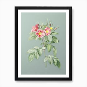 Vintage Pasture Rose Botanical Art on Mint Green n.0026 Art Print