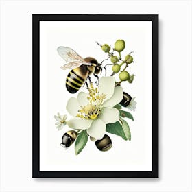 Pollination Bees 3 Vintage Art Print