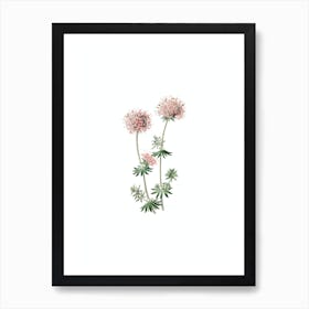 Vintage Crucianella Flower Branch Botanical Illustration on Pure White n.0242 Art Print