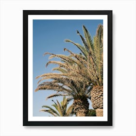 Palmtrees // Ibiza Nature & Travel Photography Art Print