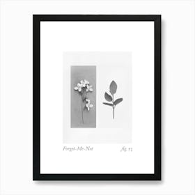Forget Me Not Botanical Collage 3 Art Print