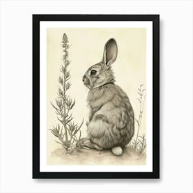 Chinchilla Rabbit Drawing 3 Art Print