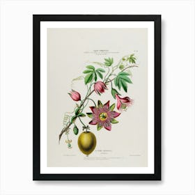 Passion Fruit Art Print