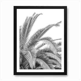 Black and white palmtree in Spain - botanical summer nature and travel photography by Christa Stroo Photography Art Print