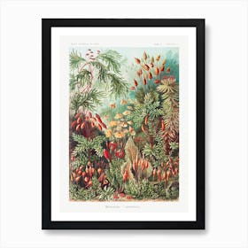 Muscinae–Laubmoose, Ernst Haeckel Art Print
