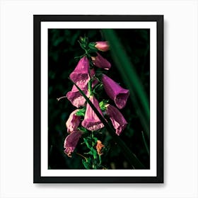 A Purple Flower In The Sunlight Art Print