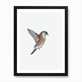 Eurasian Sparrowhawk B&W Pencil Drawing 2 Bird Art Print