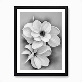 Laurel B&W Pencil 1 Flower Art Print