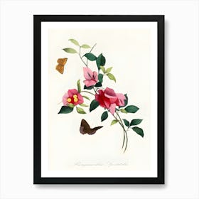 Aphrodisiac Flowers Art Print