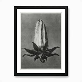 Rough Leaved Michauxia (1928), Karl Blossfeldt Art Print