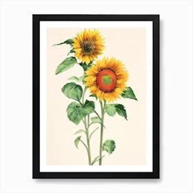 Sunflower 1 Vintage Flowers Flower Art Print