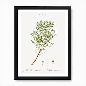 Garden Thyme, Pierre Joseph Redoute Art Print