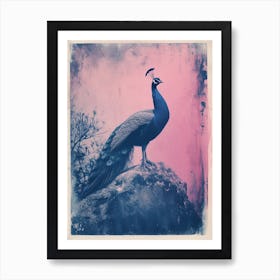 Blue & Pink Peacock Portrait 3 Art Print