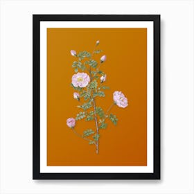 Vintage Pink Scotch Briar Rose Botanical on Sunset Orange Art Print