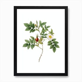 Vintage Mountain Rose Bloom Botanical Illustration on Pure White n.0914 Art Print