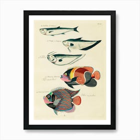 Colourful And Surreal Illustrations Of Fishes Found In Moluccas (Indonesia) And The East Indies, Louis Renard(24) Art Print