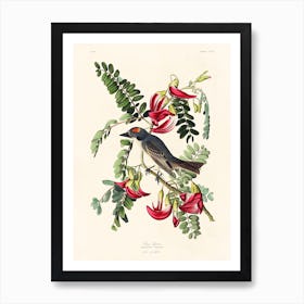 Piping Flycatcher, Birds Of America, John James Audubon Art Print