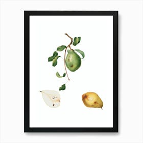 Vintage Pear Botanical Illustration on Pure White n.0665 Art Print