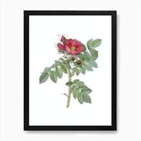 Vintage Kamtschatka Rose Botanical Illustration on Pure White n.0948 Art Print