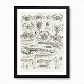 Crustacea, Oliver Goldsmith Art Print