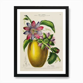 Passion Fruit 3 Art Print