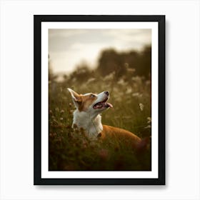 Puppy in between the long grass - Bissegem Belgium dog photo print - moody animal photography Art Print