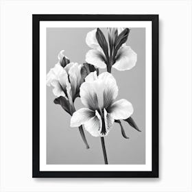 Iris B&W Pencil 2 Flower Art Print