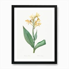 Water Canna, Pierre Joseph Redoute Art Print