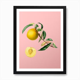 Vintage Peach Botanical on Soft Pink n.0109 Art Print