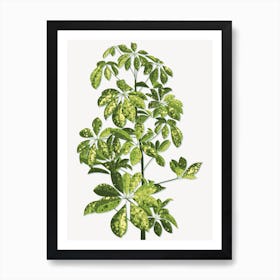 Starleafed Plant Art Print