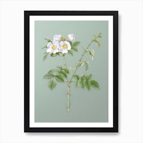 Vintage White Flowered Rose Botanical Art on Mint Green n.0491 Art Print