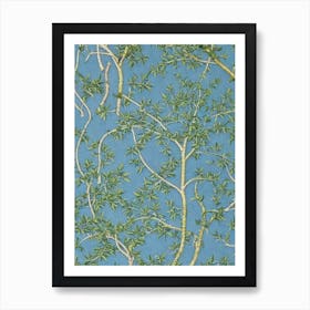 Willow Oak 2 tree Vintage Botanical Art Print