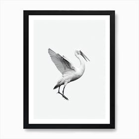 Stork B&W Pencil Drawing 1 Bird Art Print