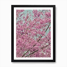 Pink Blossom Tree Art Print