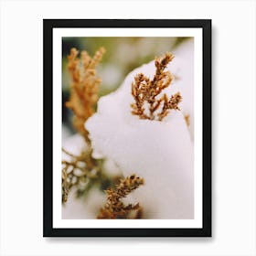 snow covered reeds Art Print