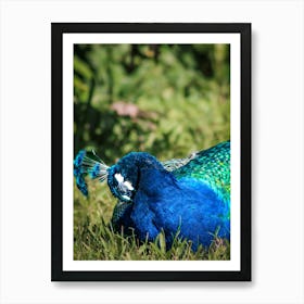 Peacock In The Grass Affiche