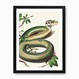 Sumatran Pit Viper Snake 1 Vintage Art Print