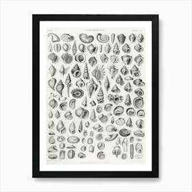 Conchology, Oliver Goldsmith 1 Art Print