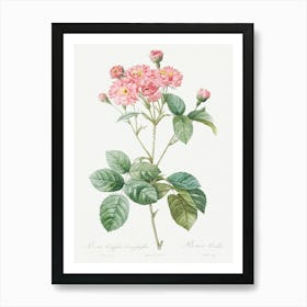 Carnation Petalled Variety Of Cabbage Rose, Pierre Joseph Redoute Art Print