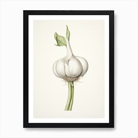Garlic Vintage Botanical Herbs 0 Art Print